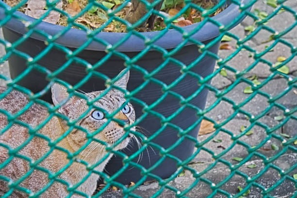 Plastic Deer Fencing Review Honest Insights on Longevity & Practical Use